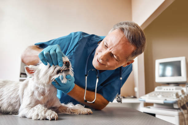 Best Emergency Broken Tooth Repair in River Grove, IL